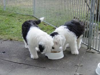 Bobtail cachorritos