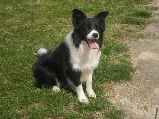 Border collie para montas