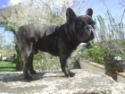 bulldog frances para  exposicion o compañia - mejor precio | unprecio.es
