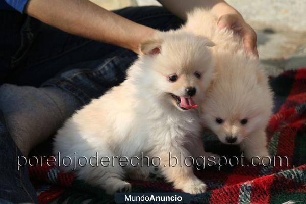 Cachorrita de pomerania blanca