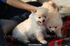 Cachorrita de pomerania blanca - mejor precio | unprecio.es