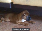 cachorros boxer - mejor precio | unprecio.es