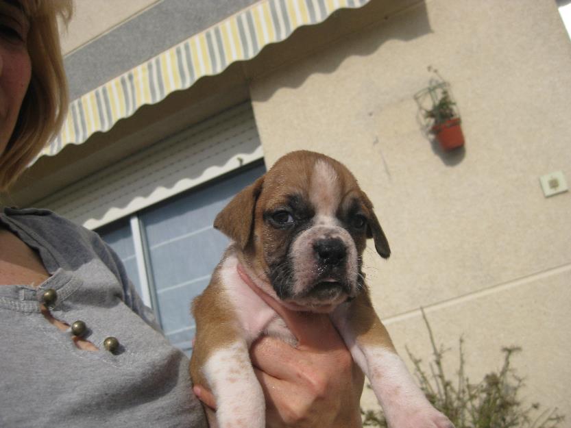 cachorros boxer