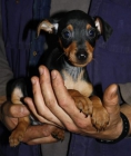 Cachorros de MINI PINSCHER con pedigree RSCE desde 280 Euros - mejor precio | unprecio.es