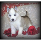 cachorros siberian huskies - mejor precio | unprecio.es