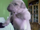 DOGO DE BURDEOS - mejor precio | unprecio.es