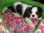 En venta preciosos cachorros de Cavalier - Zaragoza - mejor precio | unprecio.es