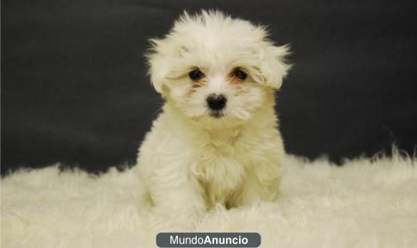 exclusivos bichon maltes de gran calidad;machos y hembras