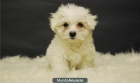 exclusivos bichon maltes de gran calidad;machos y hembras - mejor precio | unprecio.es