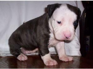 hembra preciosa de pitbull