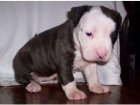 hembra preciosa de pitbull - mejor precio | unprecio.es