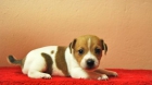 jack russell terrier de primera calidad, machos y hembras - mejor precio | unprecio.es