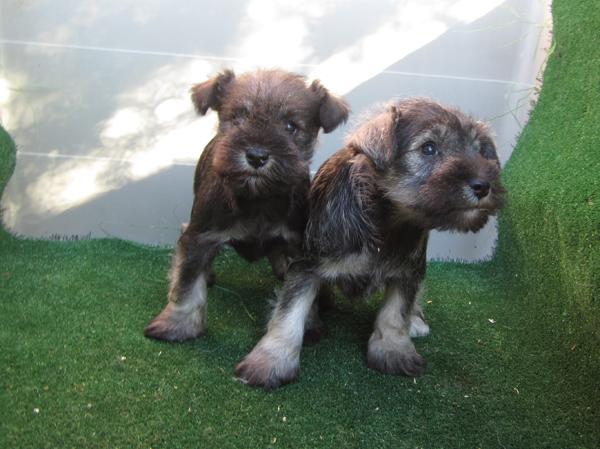 Schnauzers mini de varios colores, cachorros fantasticos