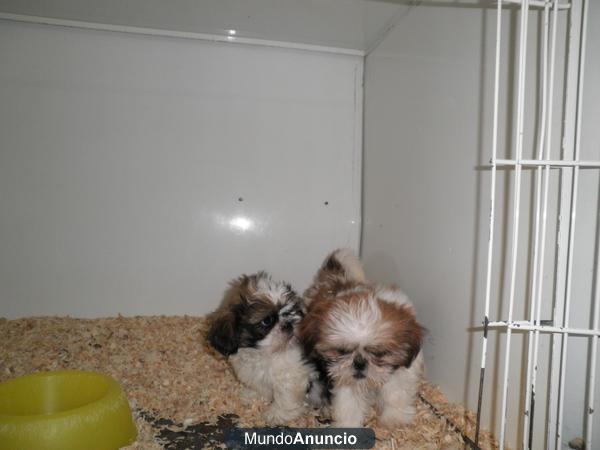 SHIH TZU CACHORROS EN MADRID