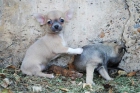 Tu Chihuahua, el cachorro que buscabas - mejor precio | unprecio.es