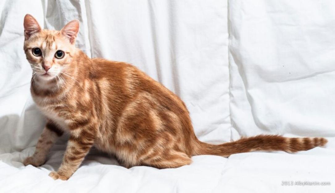 ALBY, gato anaranjado tabby maravilloso y sociable. URGE ACOGIDA