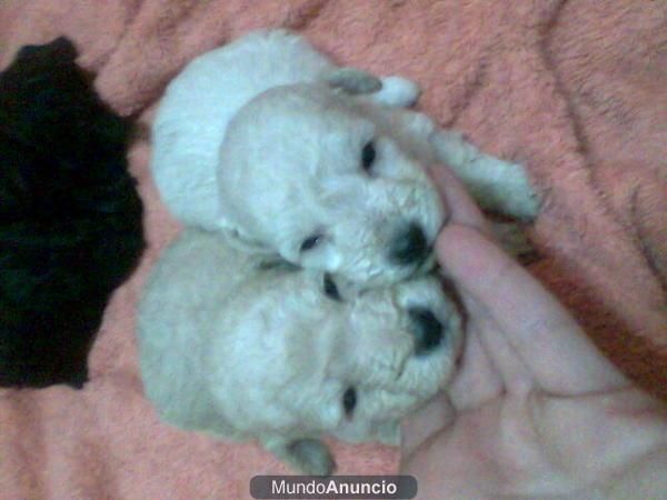 cachorritos de caniche enanos apricot con casi mes y medio mando fotos