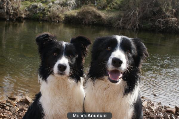 camada de border collies