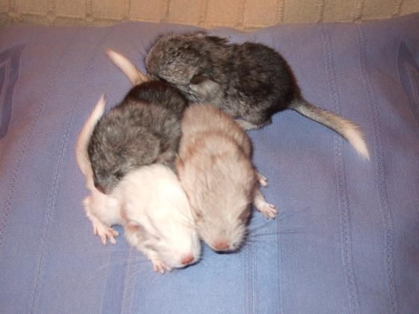 Chinchillas disponibles