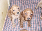 COCKER SPANIEL INGLES PRECIOSOS CON PEDIGRE 250 E - mejor precio | unprecio.es