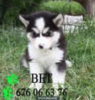 Husky en venta cachorros - mejor precio | unprecio.es