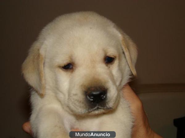 labradores dorados y negros hembras y machos precio de rebajas a que esperas