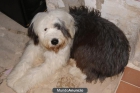 Macho Bobtail para monta, caracter excelente. Pedigree - mejor precio | unprecio.es