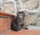 Maine Coon - mejor precio | unprecio.es