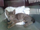 Perla, gata superviviente precisa con urgencia adopción - mejor precio | unprecio.es