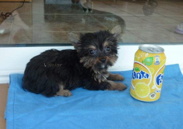 Precioso machito de Yorkshire toy