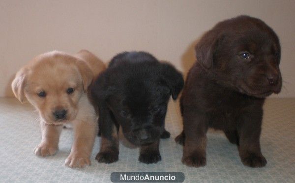 VENDO LABRADORES RETRIEVER