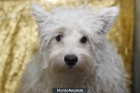 WESTHIGHLAND WHITE TERRIER, 125euros - mejor precio | unprecio.es