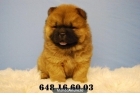 Cachorritos de Chow Chow, de primera calidad, garantias y chip - mejor precio | unprecio.es