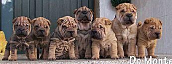 cachorros de shar pei