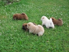 Camada cachorros de chow chow - mejor precio | unprecio.es