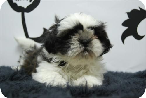Camada de Shih zu en blanco y negro.