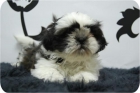 Camada de Shih zu en blanco y negro. - mejor precio | unprecio.es