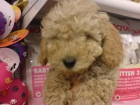 CANICHE TOY MINIATURA Y MEDIANO, perros, cachorros, criadero, venta.   Activo, deportista y alegre, este perro es un ext - mejor precio | unprecio.es
