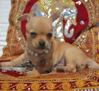 Criadora de Chihuahuas vende precioso cachorrito muy bonito! - mejor precio | unprecio.es