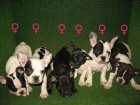 EXCELENTES BICHON MALTES A 340 EUROS :) - mejor precio | unprecio.es