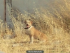 perrita abandonada en las calles de jaen - mejor precio | unprecio.es