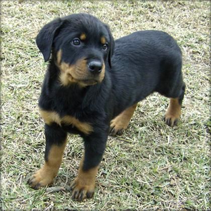 rottwieler cachorros en venta.