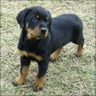 rottwieler cachorros en venta. - mejor precio | unprecio.es