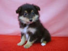 SHETLAND SHHEPDOG CACHORROS - mejor precio | unprecio.es