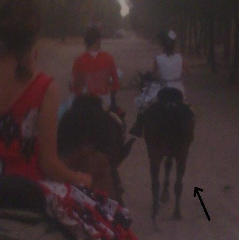 Vendo caballo manso