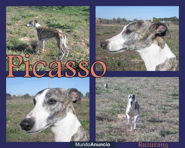 WHIPPET DISPONIBLE PARA MONTAS