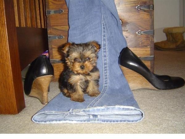 Yorkie cachorro necesita un nuevo hogar por favor.