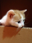 Muchos gatitos en adopción - mejor precio | unprecio.es