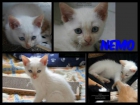 Nemo, Marlín y Dory ¡¡¡¡gatos ronroneadores natos en adopción!!! - mejor precio | unprecio.es