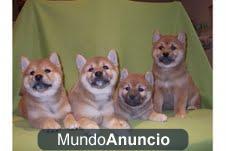 4 Shiba Inu cachorros listos para que usted pueda tomar.